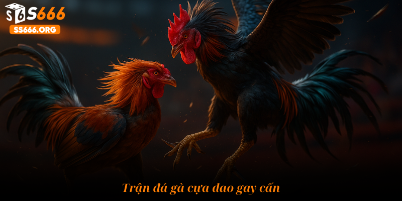 Trận đá gà cựa dao gay cấn