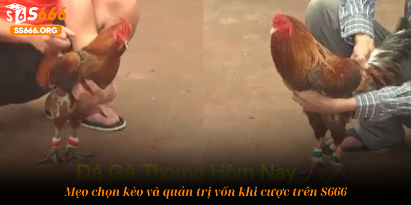 Mẹo chọn kèo và quản trị vốn khi cược trên S666